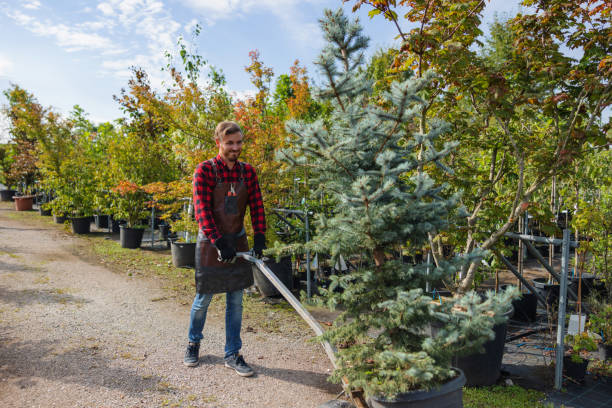 How Our Tree Care Process Works  in Cambridge, MN